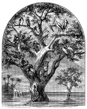 cz-animals-tree-flood-kingdom-1874-189-copy-x2