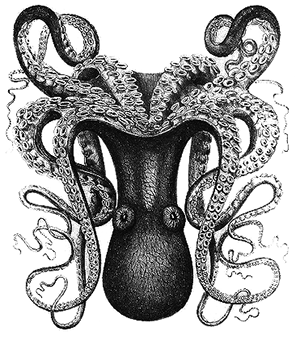 octopus